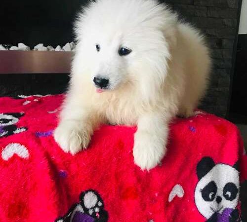 Samoyedo precio en Manizales