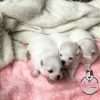 Espectaculares Cachorros Pomerania Lulu Blancos - Image 2