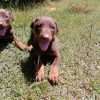 Doberman precio en Montería