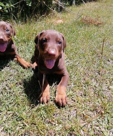 Doberman precio en Montería