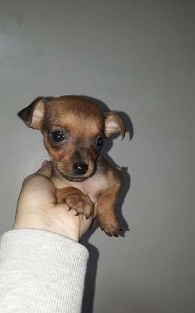 Perros Pincher Miniatura Medellin