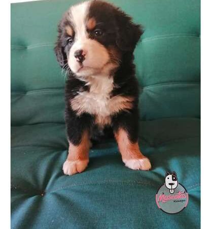 Precio Bernés de la Montaña en SantaMarta