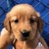 Precio Golden Retriever en Valledupar - Image 2