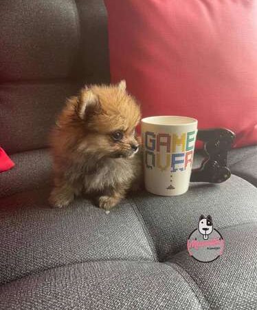 Pomerania Lulu Mascotas Rionegro Medellin Cali