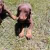 Doberman precio en Montería - Image 5