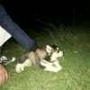 Cachorros  Siberiano Mascotas Rionegro Medellín Bogota - Image 4