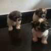 Shih Tzu Perro Precio Mascotas Medellin - Image 3