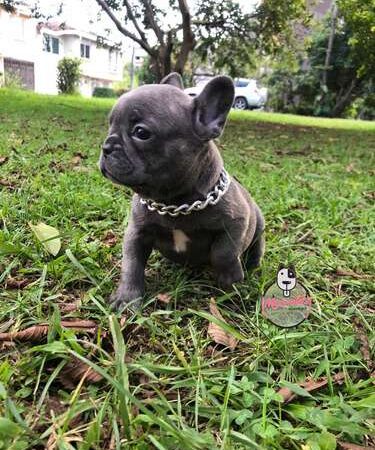 Cachorra Bulldog Frances Mascotas Rionegro Medellín Bogotá