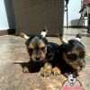 Perros Yorkie En Venta - Image 3