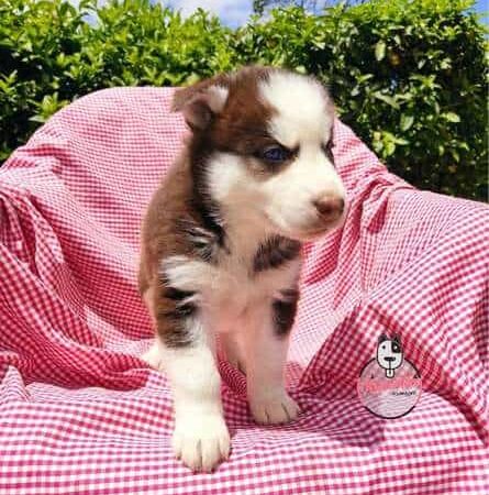 Espectaculares Cachorros Husky Siberiano Mascotas Rionegro