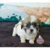 Venta De Shih Tzu En Medellin