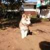 Cachorros Husky Siberiano Mascotas Rionegro  Bogota - Image 4