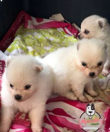 Pomerania Mini precio en Pereira