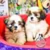 Espectaculares Cachorras Shitzu Mascotas Rionegro - Image 5