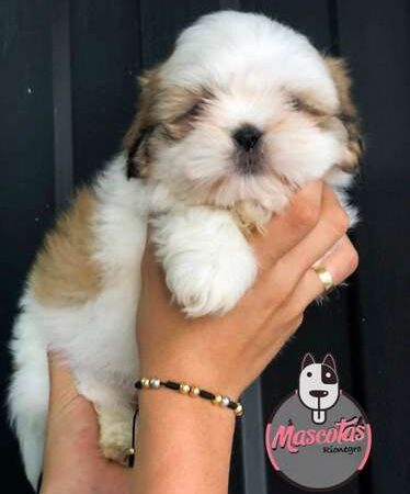 Shih Tzu Mini Rionegro Antioquia