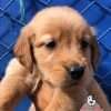 Precio Golden Retriever en Valledupar