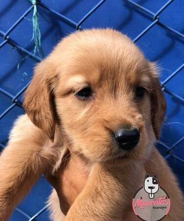 Precio Golden Retriever en Valledupar