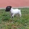Pincher mini Bicolor en Medellin - Image 2