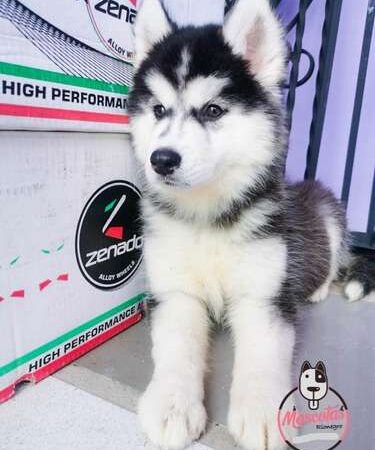 Cachorros Husky Siberiano Mascotas  Medellín Bogota