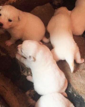 Samoyedo precio en Barranquilla