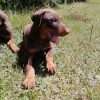 Doberman precio en Montería - Image 3