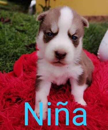 Espectaculares Husky Siberiano Disponibles Mascotas Rionegro