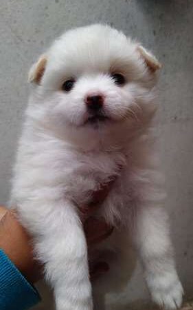 Pomerania Mini precio en Armenia