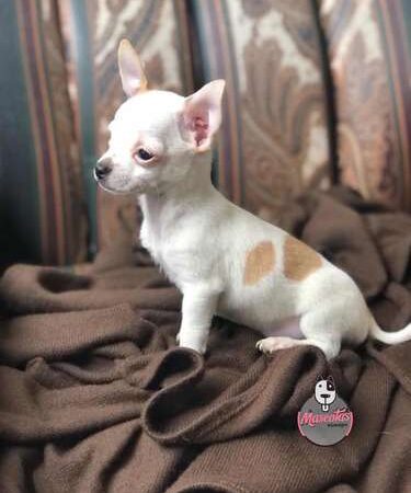Espectacular Chihuahua Mascotas Rionegro