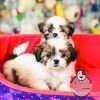 Espectaculares Cachorras Shitzu Mascotas Rionegro
