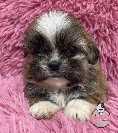 Shitzu Mini Disponibles Mascotas Rionegro