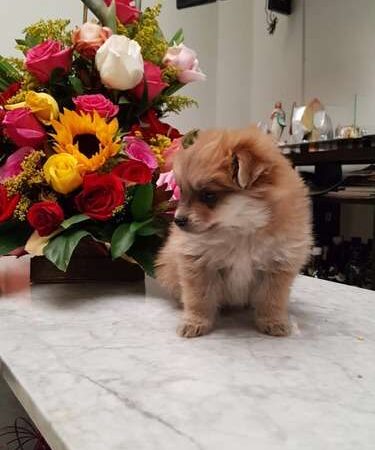 Precios pomerania cara de zorro