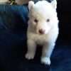 Cachorros Husky  Rionegro Medellín Bogota - Image 2