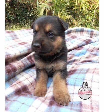 Pastor Aleman cachorrita Mascotas Rionegro