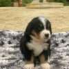 Perro Berna Mascotas Rionegro Medellín - Image 2