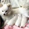 Espectaculares Cachorros Pomerania Lulu Blancos
