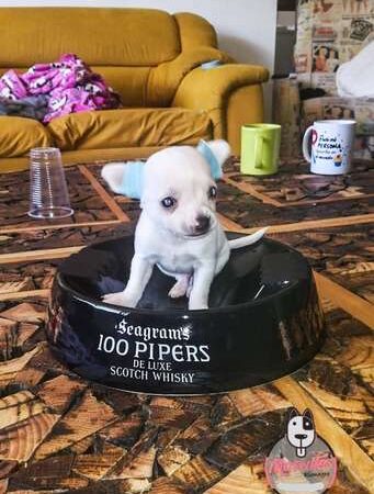 Cachorros Chihuhua Mascotas Rionegro Medellín Cali