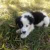 Border Collie precio en Barranquilla - Image 5