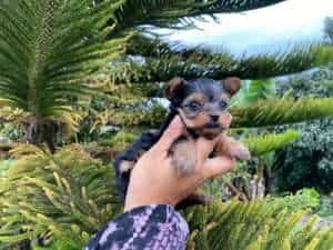 Yorkshire Terrier Tradicionales en venta en Rionegro