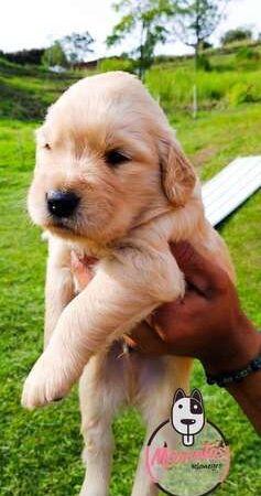 Golden Retriever precio en Barranquilla