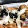 Venta de Cachorros Shitzu Pereira