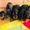 Cachorros Teckel Mascotas Rionegro Medellin Cali Bogotá