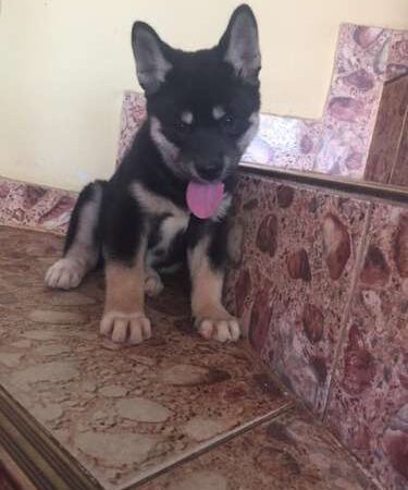 Akita Cachorro Mascotas Cali