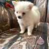 Espectacular Pomerania Mini Hembra Mascotas Rionegro