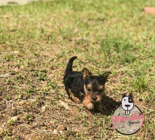 Perritos Yorkies En Venta