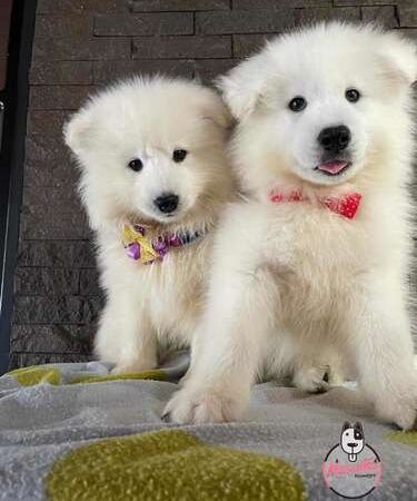 Samoyedo precio en Ibagué