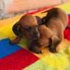 Cachorros Teckel Mascotas Rionegro Medellin Cali Bogotá - Image 2