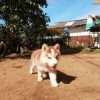 Cachorros Husky Siberiano Mascotas Rionegro  Bogota
