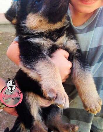 Venta de Perros Pastor Alemán Bogotá