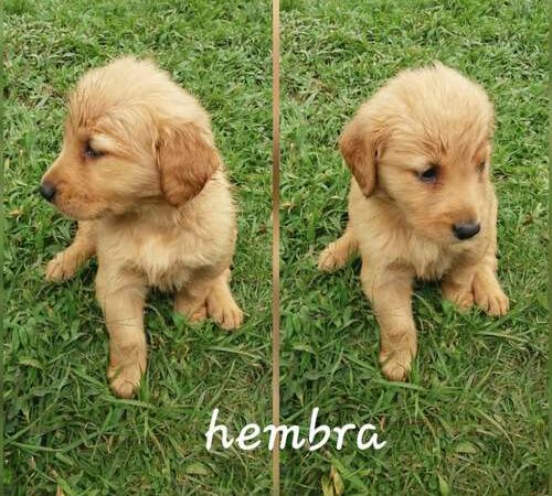 Golden Retriever precio en Cúcuta