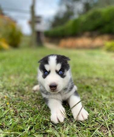 Cachorro Lobo Mascotas Rionegro Medellín Bogota